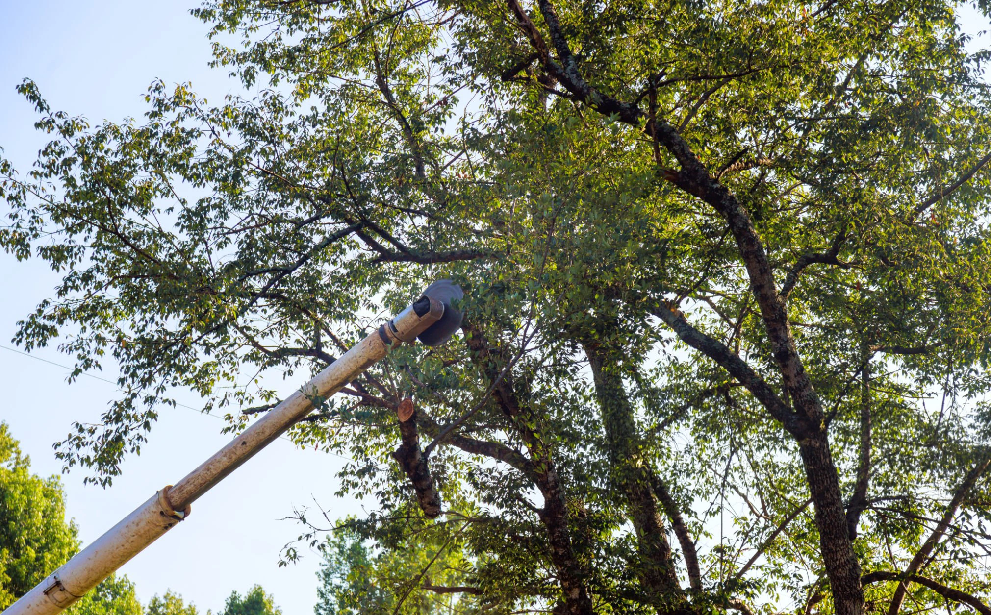 Tree trimming work for Tree Removal Fresh Meadows NY