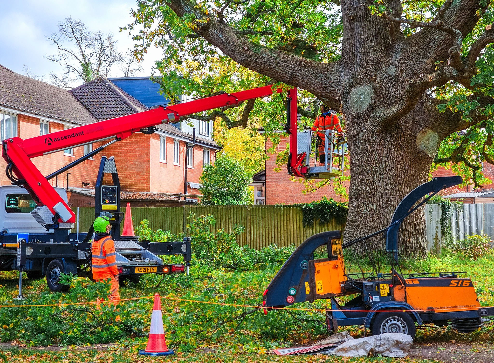 Tree trimming work for Tree Pruning White Plains NY